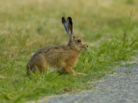 European Hare (Lepus europaeus)